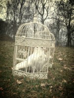 /album/fotogaleria/a1618409-479897092112393-16772350-n-jpg1/